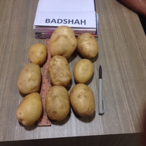 Badshah