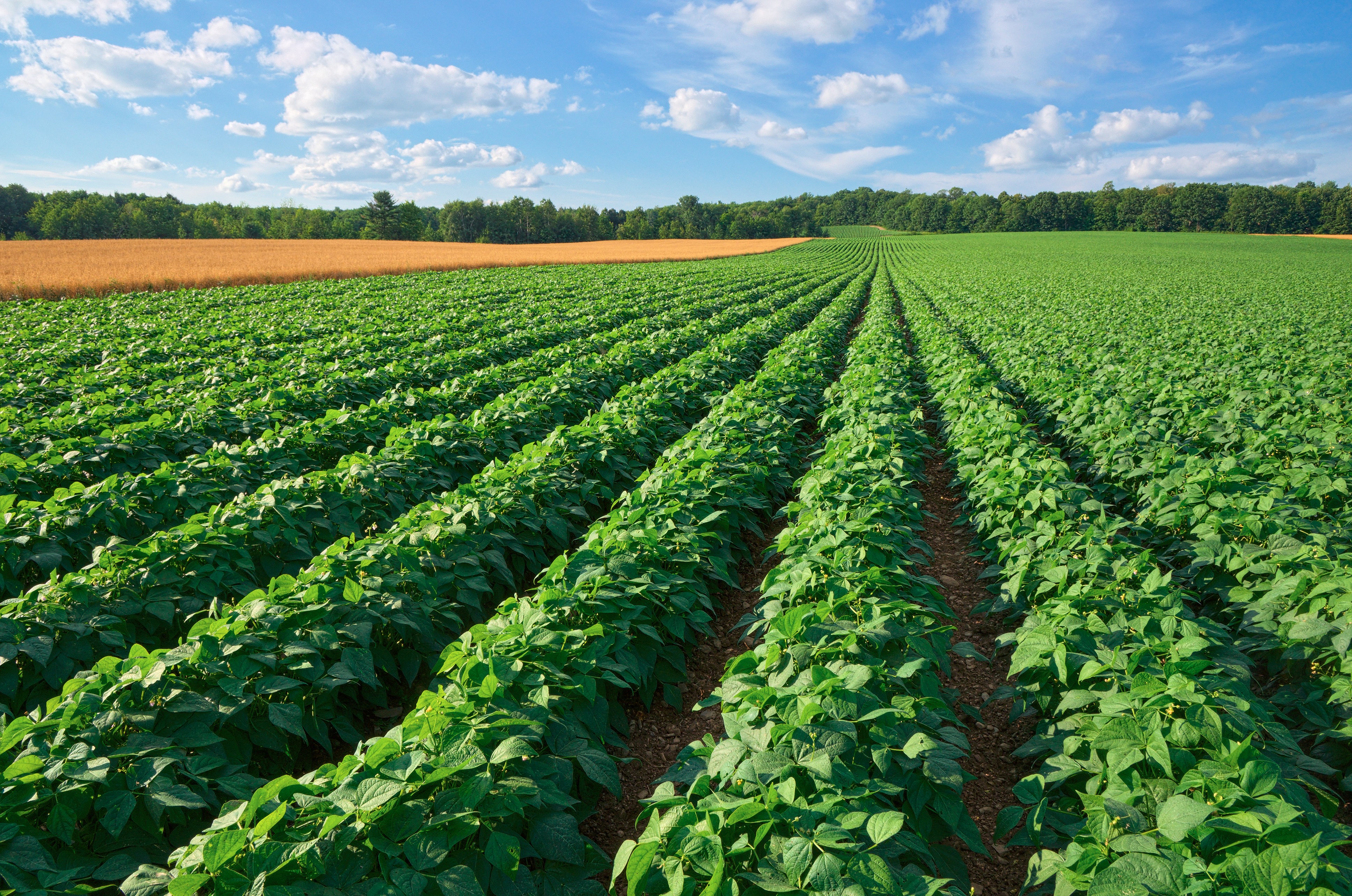 Potato and Wheat Field