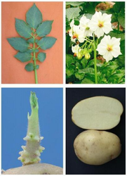 kufri-chipsona-1-foundation-seed-250×250