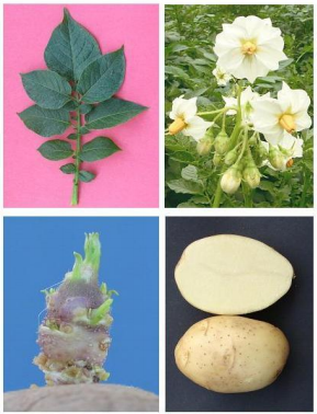 kufri-chipsona-3-foundation-seed-500×500